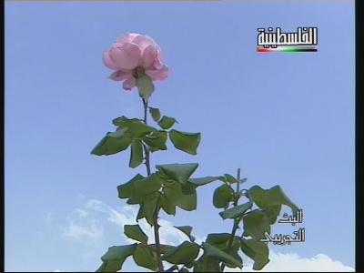 Fréquence Al Farah TV sur le satellite Autres Satellites