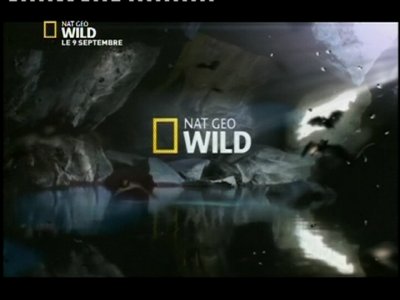 Fréquence Nat Geo Wild France channel sur le satellite Autres Satellites - تردد قناة