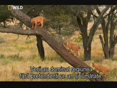 Fréquence NatGeo Wild Hungary sur le satellite Thor 5 (0.8°W)